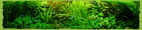 Aquarien-Impressionen